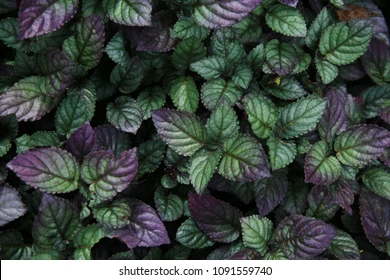 Hemigraphis violet